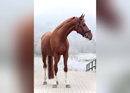 Hannoveriano, Caballo castrado, 5 años, 168 cm, Alazán