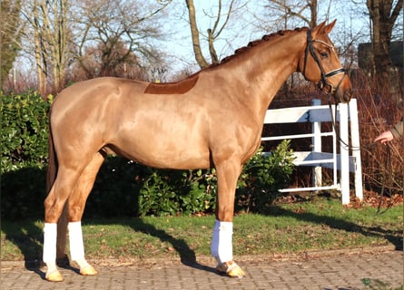 Hannoveriano, Caballo castrado, 5 años, 168 cm, Alazán
