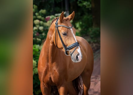 Hannoveriano, Caballo castrado, 5 años, 168 cm, Alazán