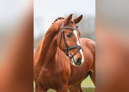 Hannoveriano, Caballo castrado, 5 años, 168 cm, Alazán