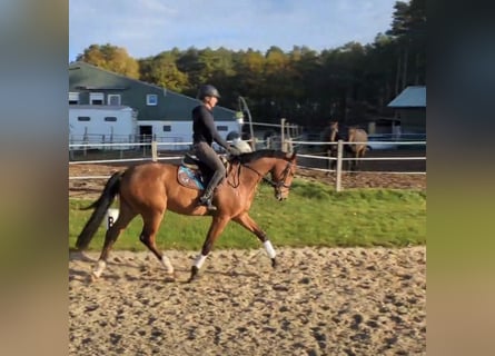 Hannoveriano, Caballo castrado, 5 años, 168 cm, Castaño