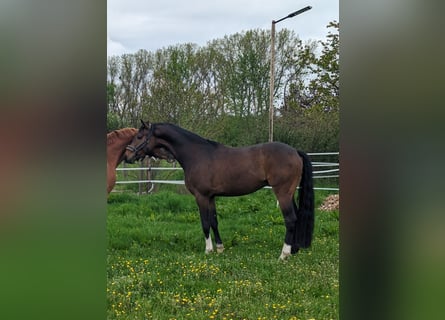 Hannoveriano, Caballo castrado, 5 años, 168 cm, Castaño