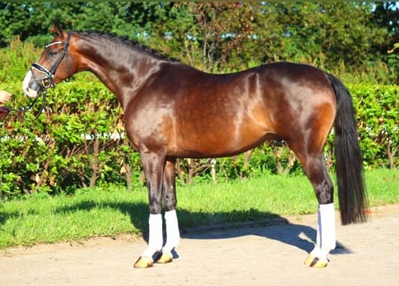 Hannoveriano, Caballo castrado, 5 años, 168 cm, Castaño