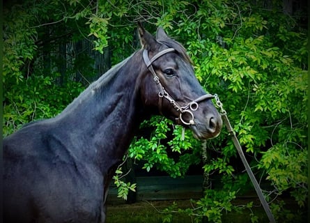 Hannoveriano, Caballo castrado, 5 años, 168 cm, Castaño oscuro