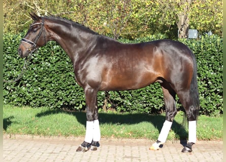 Hannoveriano, Caballo castrado, 5 años, 168 cm, Castaño oscuro