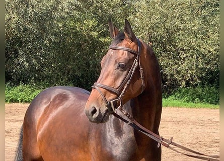 Hannoveriano, Caballo castrado, 5 años, 168 cm, Castaño oscuro