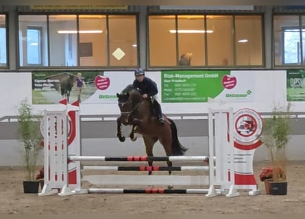 Hannoveriano, Caballo castrado, 5 años, 168 cm, Castaño oscuro