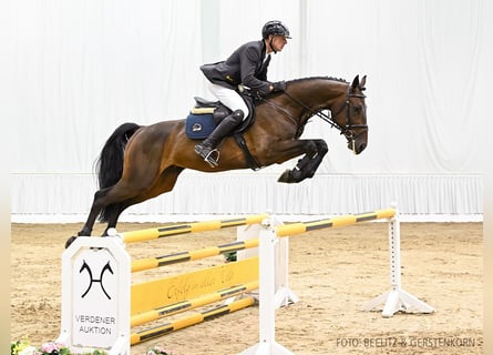 Hannoveriano, Caballo castrado, 5 años, 168 cm, Castaño oscuro