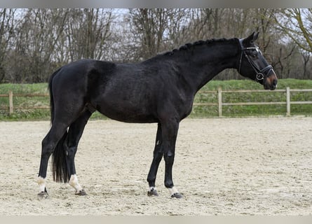 Hannoveriano, Caballo castrado, 5 años, 168 cm, Morcillo