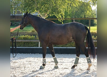 Hannoveriano, Caballo castrado, 5 años, 168 cm, Negro