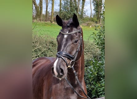 Hannoveriano, Caballo castrado, 5 años, 168 cm, Negro