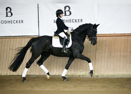 Hannoveriano, Caballo castrado, 5 años, 168 cm, Negro