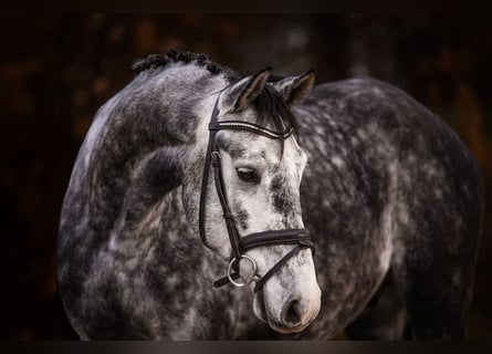 Hannoveriano, Caballo castrado, 5 años, 168 cm, Tordo