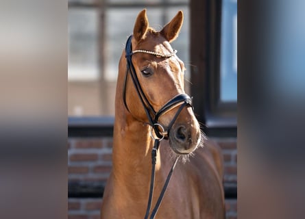 Hannoveriano, Caballo castrado, 5 años, 169 cm, Alazán