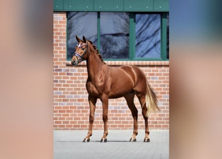 Hannoveriano, Caballo castrado, 5 años, 169 cm, Alazán