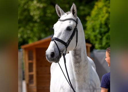 Hannoveriano, Caballo castrado, 5 años, 169 cm, Alazán