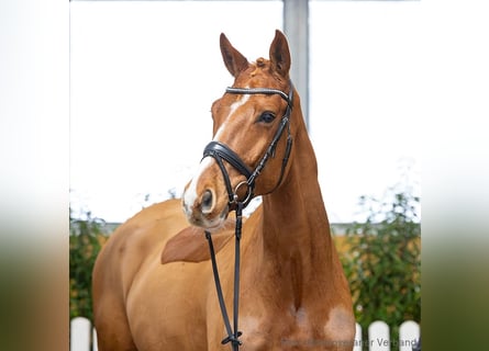 Hannoveriano, Caballo castrado, 5 años, 169 cm, Alazán-tostado