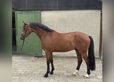 Hannoveriano, Caballo castrado, 5 años, 169 cm, Castaño