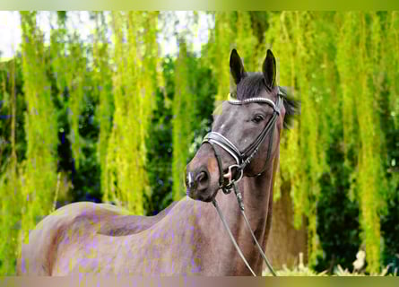Hannoveriano, Caballo castrado, 5 años, 169 cm, Castaño