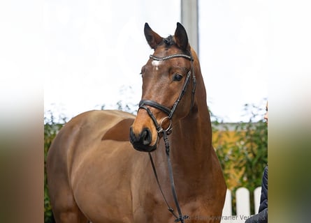 Hannoveriano, Caballo castrado, 5 años, 169 cm, Castaño