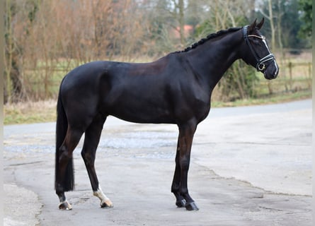 Hannoveriano, Caballo castrado, 5 años, 169 cm, Negro