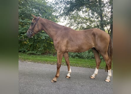 Hannoveriano, Caballo castrado, 5 años, 170 cm, Alazán