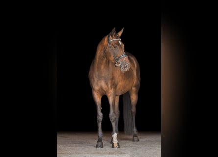 Hannoveriano, Caballo castrado, 5 años, 170 cm, Castaño