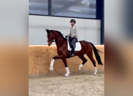 Hannoveriano, Caballo castrado, 5 años, 170 cm, Castaño