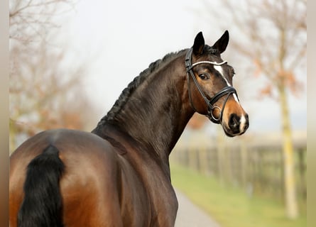 Hannoveriano, Caballo castrado, 5 años, 170 cm, Castaño