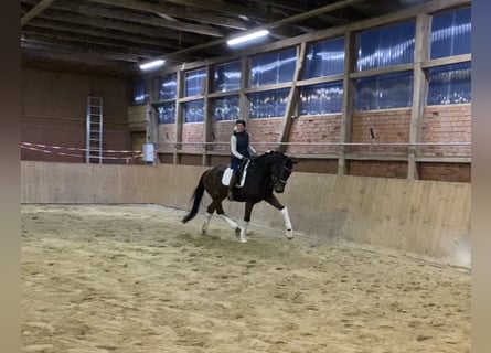 Hannoveriano, Caballo castrado, 5 años, 170 cm, Castaño