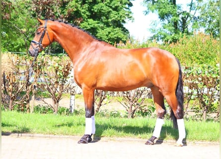 Hannoveriano, Caballo castrado, 5 años, 170 cm, Castaño