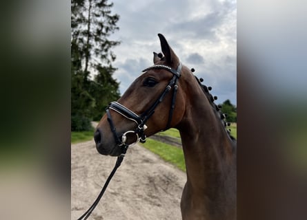 Hannoveriano, Caballo castrado, 5 años, 170 cm, Castaño