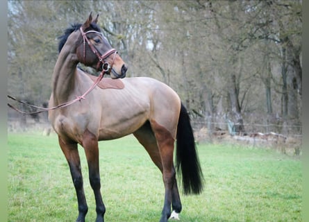 Hannoveriano, Caballo castrado, 5 años, 170 cm, Castaño