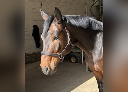 Hannoveriano, Caballo castrado, 5 años, 170 cm, Castaño