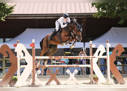 Hannoveriano, Caballo castrado, 5 años, 170 cm, Castaño