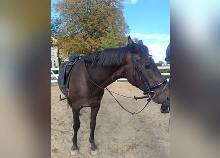 Hannoveriano, Caballo castrado, 5 años, 170 cm, Castaño oscuro