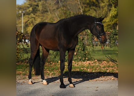 Hannoveriano, Caballo castrado, 5 años, 170 cm, Castaño oscuro