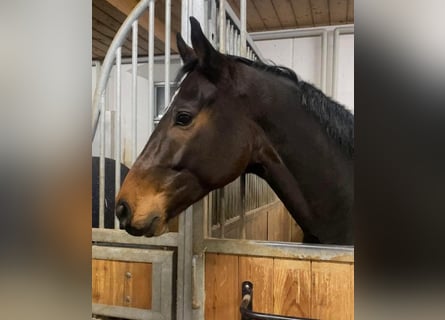 Hannoveriano, Caballo castrado, 5 años, 170 cm, Castaño oscuro
