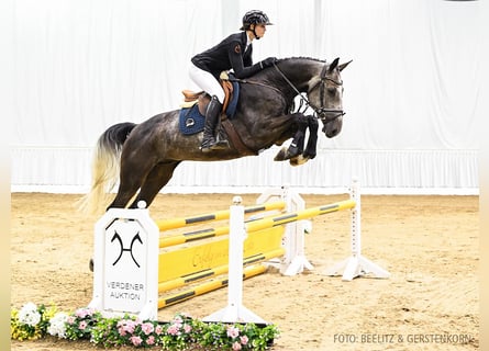 Hannoveriano, Caballo castrado, 5 años, 170 cm, Castaño oscuro