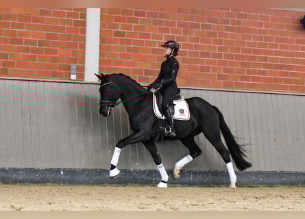 Hannoveriano, Caballo castrado, 5 años, 170 cm, Negro