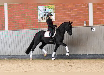 Hannoveriano, Caballo castrado, 5 años, 170 cm, Negro