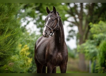 Hannoveriano, Caballo castrado, 5 años, 170 cm, Negro