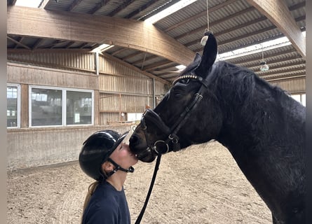 Hannoveriano, Caballo castrado, 5 años, 170 cm, Negro