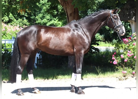 Hannoveriano, Caballo castrado, 5 años, 170 cm, Negro