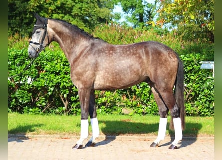 Hannoveriano, Caballo castrado, 5 años, 170 cm, Tordo