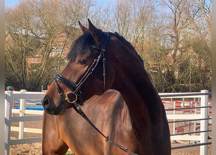 Hannoveriano, Caballo castrado, 5 años, 171 cm, Castaño