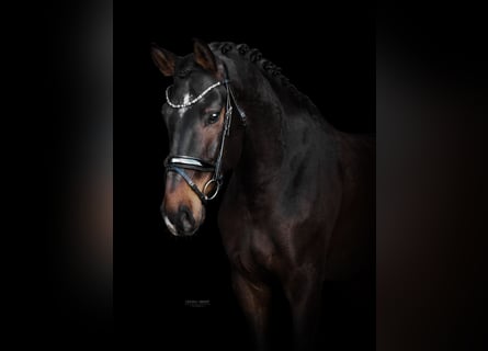 Hannoveriano, Caballo castrado, 5 años, 171 cm, Castaño oscuro