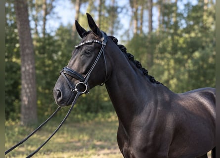 Hannoveriano, Caballo castrado, 5 años, 171 cm, Negro