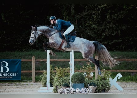 Hannoveriano, Caballo castrado, 5 años, 171 cm, Tordo