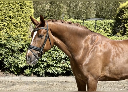 Hannoveriano, Caballo castrado, 5 años, 172 cm, Alazán